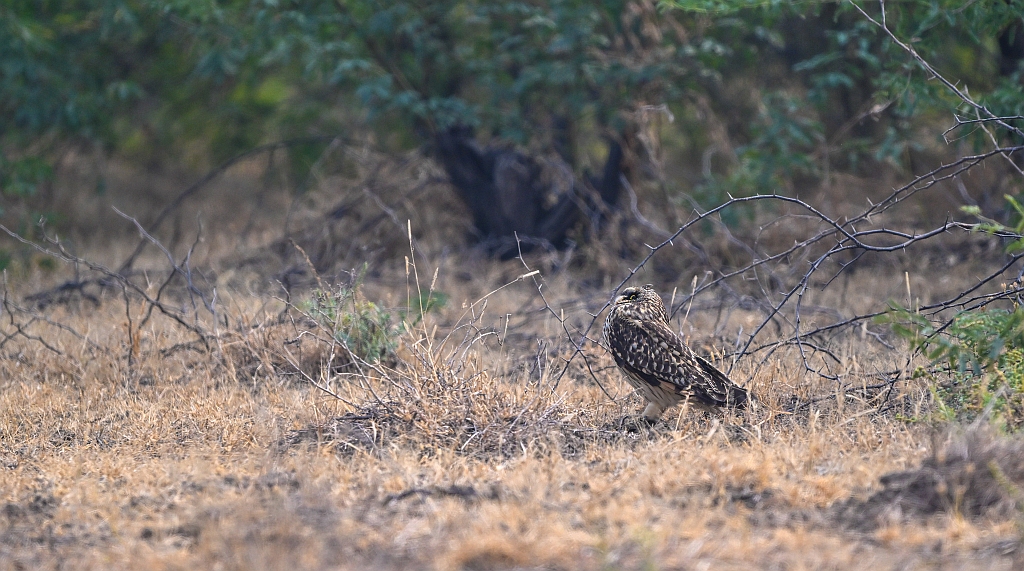 Short-eared Owl